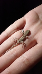 Tarentola mauritanica