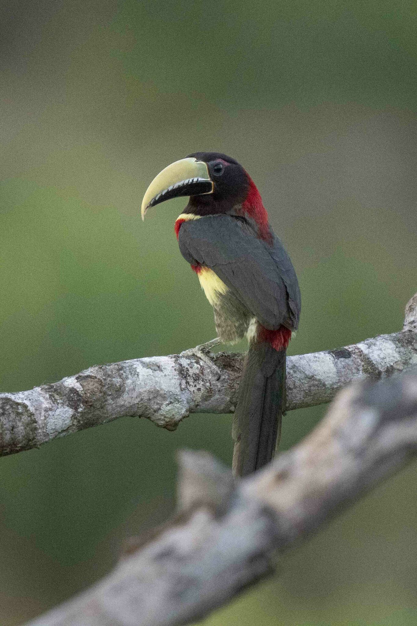 Red-necked Aracari (Pteroglossus bitorquatus), photo 9