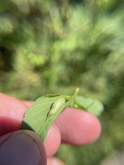 Neolasioptera impatientifolia