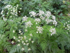 Anthriscus sylvestris