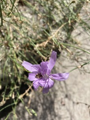 Diadasia
