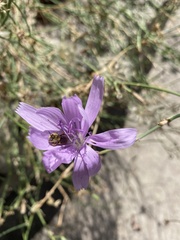 Diadasia