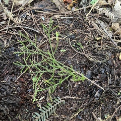 Dacrycarpus dacrydioides