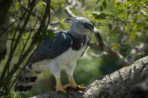 Harpy Eagle, photo 7 of 9