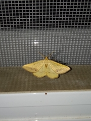 Isturgia arenacearia