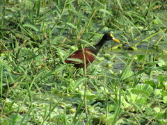 Jacana spinosa