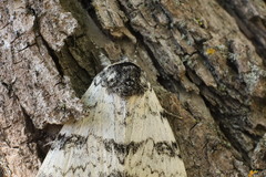 Catocala relicta