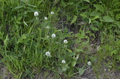 Trifolium montanum