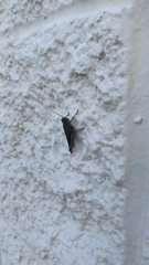 Melanoplini