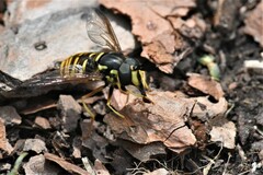 Chrysotoxum