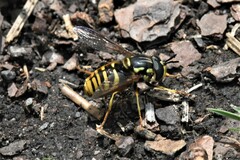 Chrysotoxum