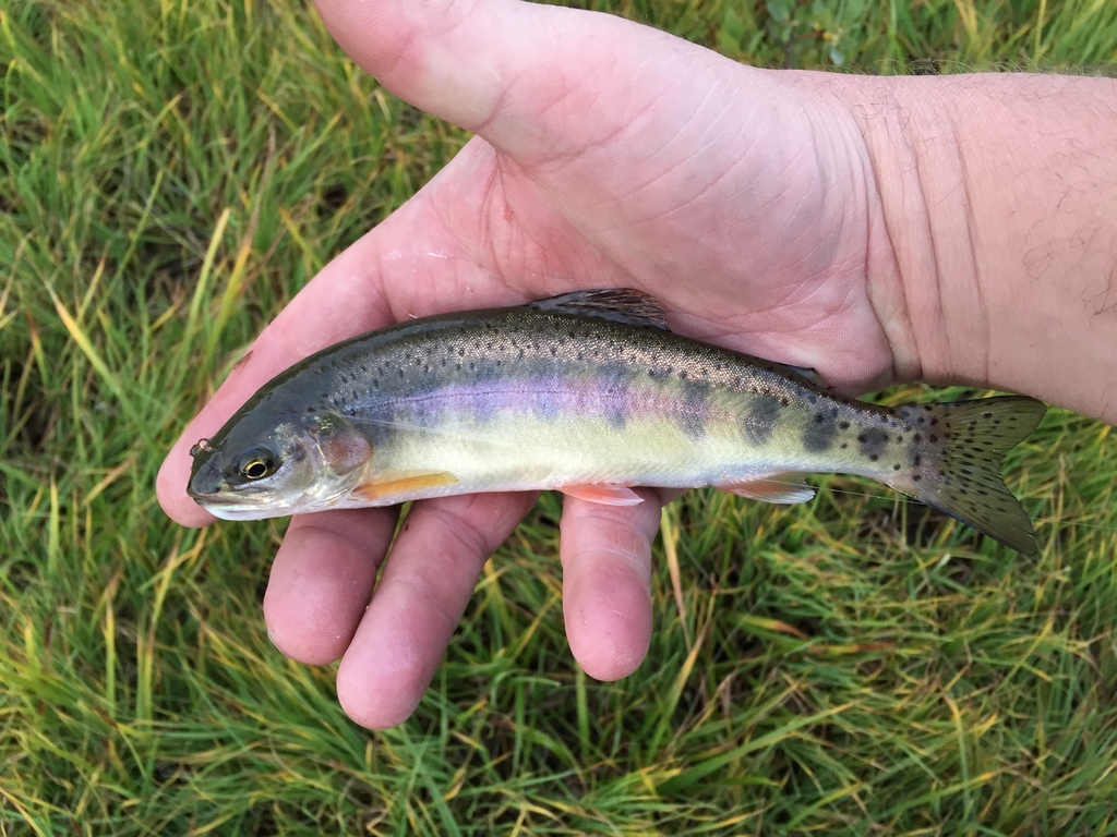 Golden Trout in July 2015 by sierrafish. Golden Trout from Granite Lake