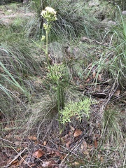 Psacalium decompositum