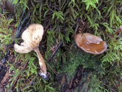 Lactarius fallax