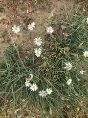 Chaetopappa ericoides