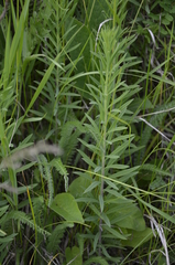 Linaria vulgaris