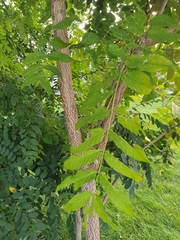 Ailanthus altissima