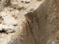 Diaethria