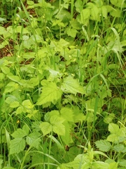 Campanula trachelium