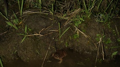 Physalaemus nattereri