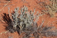 Leptosema chambersii