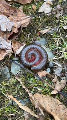 Narceus americanus