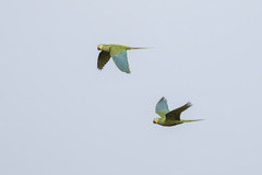 Orthopsittaca manilatus