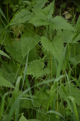 Campanula trachelium