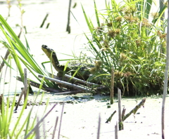 Emydoidea blandingii