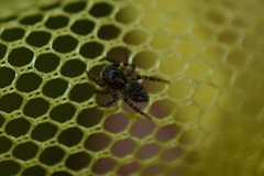 Pseudeuophrys erratica