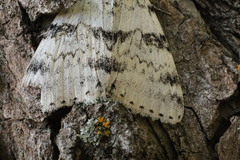 Catocala relicta