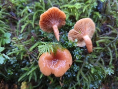 Lactarius luculentus