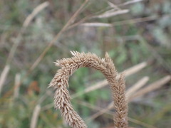 Phleum phleoides