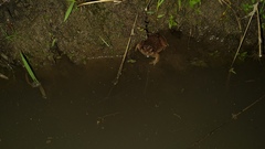 Physalaemus nattereri