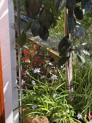 Acanthorhynchus tenuirostris