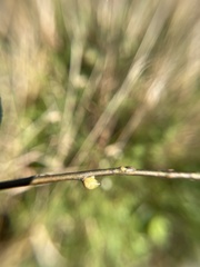 Euura orbitalis