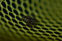 Pseudeuophrys erratica