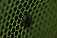 Pseudeuophrys erratica