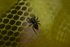 Pseudeuophrys erratica