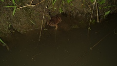 Physalaemus nattereri