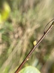 Euura orbitalis