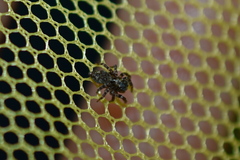 Pseudeuophrys erratica