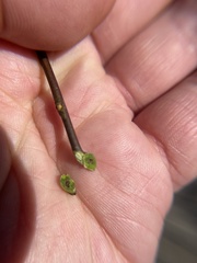 Euura orbitalis