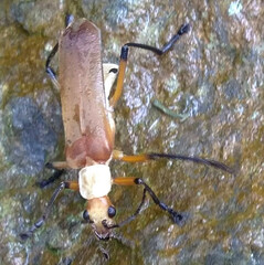 Chauliognathus cinguliventris