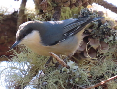 Sitta pygmaea