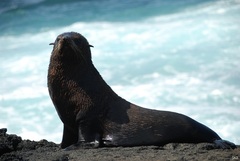 Arctocephalus galapagoensis