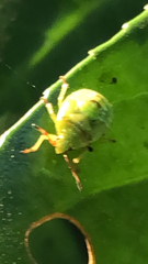 Elasmostethus interstinctus