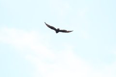 Buteo albonotatus