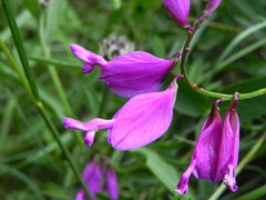Polygala major
