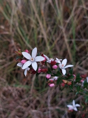Philotheca buxifolia